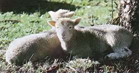 Raising Lambs Part I: Preparing Your Flock Image
